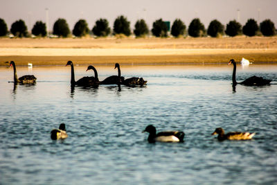 View of birds in water