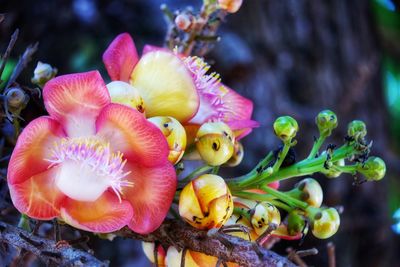 Close-up of flowering plant