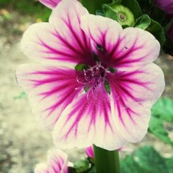 Close-up of pink flowers