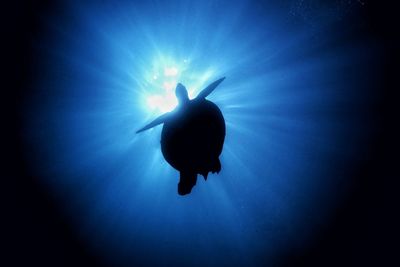 Low angle view of silhouette fish swimming in sea