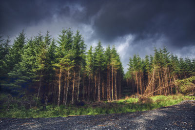 Scenic view of pine trees against sky