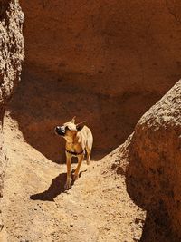 High angle view of dog standing on rock