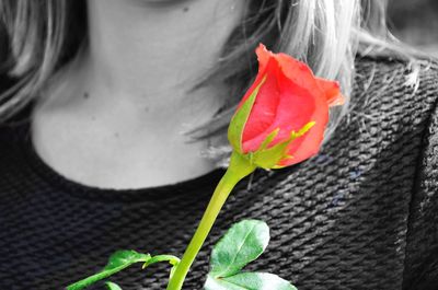 Close-up of red rose