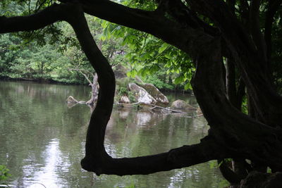 Close-up of tree by lake