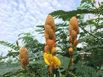 Low angle view of flowers blooming on tree