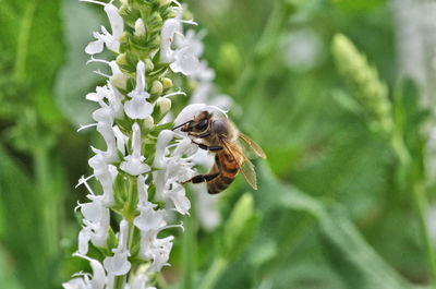 Close-up of bee pollinating on flower