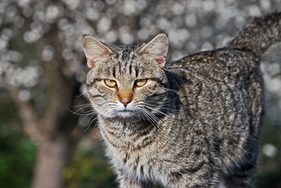 Close-up portrait of cat