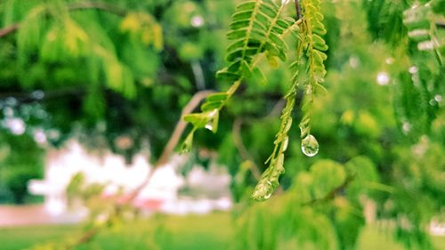 Close-up of water drops on leaf