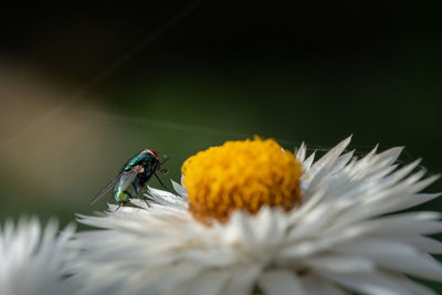 Close-up of insect on flower