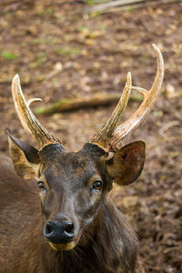 Close-up of deer