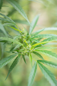 Close-up cannabis plant