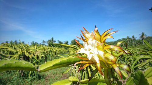 Close-up of yellow flowers blooming on field against sky