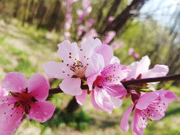 Close-up of pink flowers