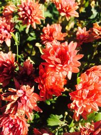 Close-up of flowers blooming outdoors