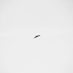 Low angle view of bird flying in sky