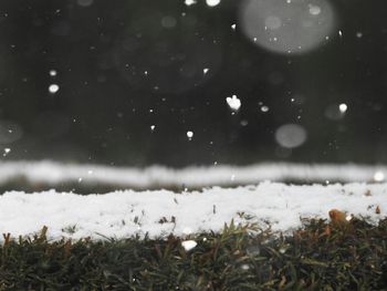 Plants on field during winter