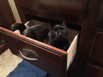 Portrait of cat relaxing at home