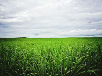 Scenic view of wheat field against sky