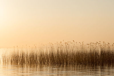 Silhouette birds flying against clear sky during sunset