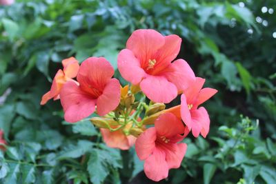 Close-up of pink flowering plant