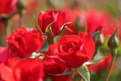 Close-up of red rose