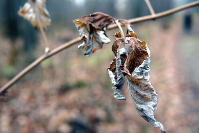 Close-up of dry leaves on plant during winter