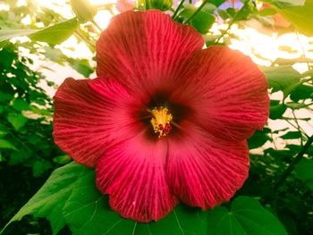 Close-up of red hibiscus blooming outdoors