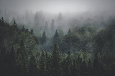 Panoramic view of trees in forest against sky