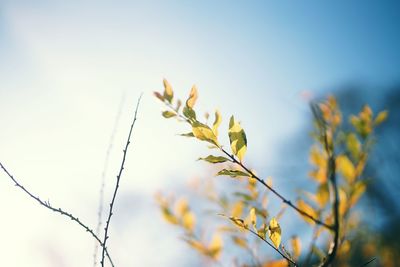 Close-up of plant against sky