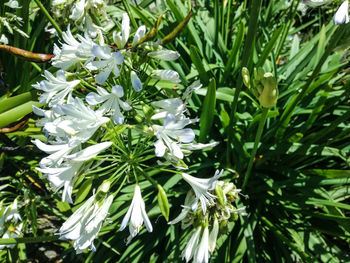 Close-up of plants