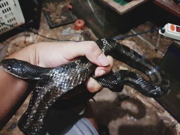 Close-up of hand holding fish