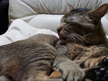 Close-up of cat sleeping