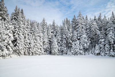 Scenic view of snow covered field