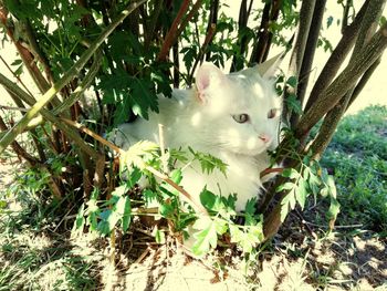 View of a cat on tree trunk