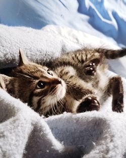 Close-up of a cat lying on bed