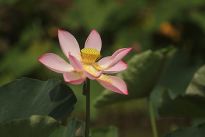 Poems and songs of writers often have chapters praising the lotus
