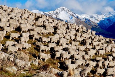 Flock of sheep against snowcapped mountains