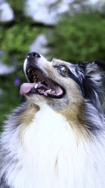 Close-up of dog looking away outdoors