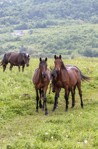 Horses in a field