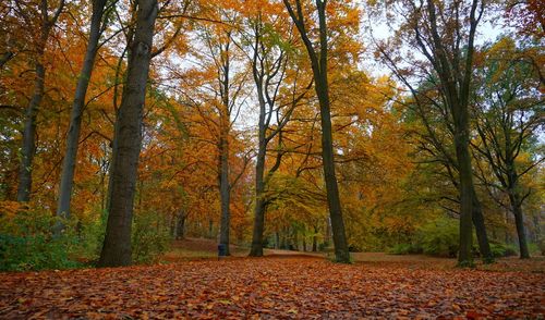 Autumn trees in forest