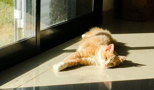 Cat lying down on window