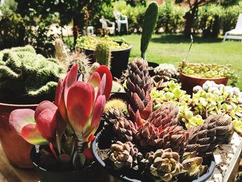 Close-up of succulent plant