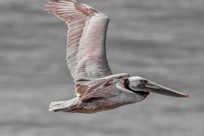 Close-up of a bird flying