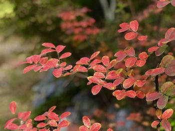 Close-up of red flowering plant leaves