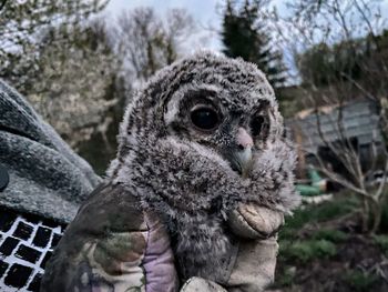 Close-up portrait of a owl