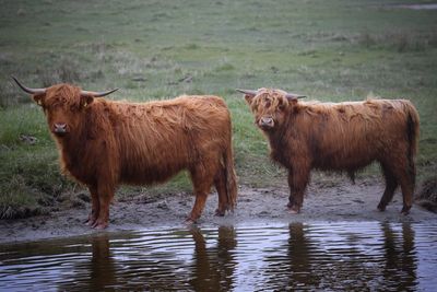 Cows standing on landscape against water