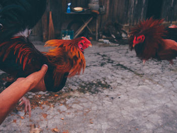 Cropped image of men holding roosters