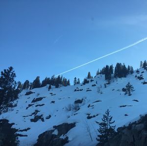 Low angle view of trees against clear blue sky