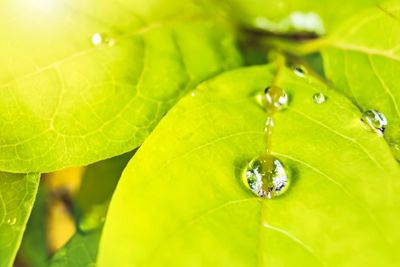 Close-up of raindrops on green leaves