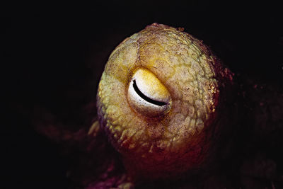 Close-up of animal eye against black background